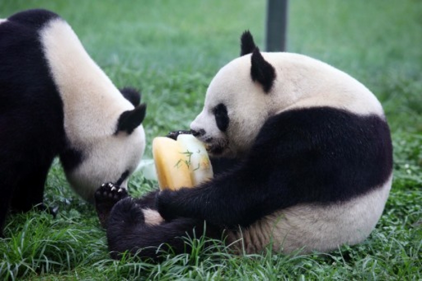 A pair of giant pandas will leave for Malaysia tonight on a 10-year loan and will be introduced to the public at the Giant Panda Complex at the National Zoo. — AFP pic