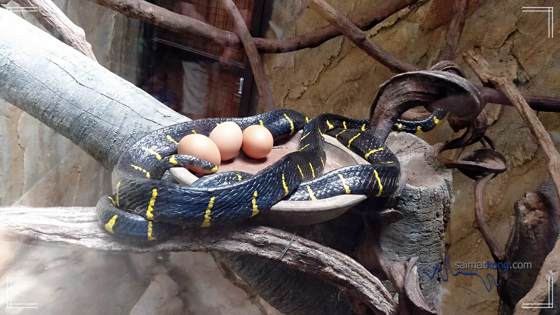 KL Tower Mini Zoo - Mangrove Snake