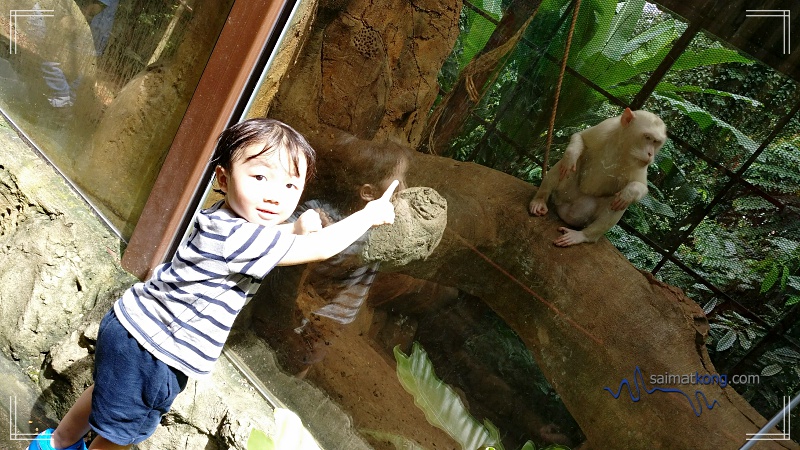 KL Tower Mini Zoo - Albino Long Tailed Macaque