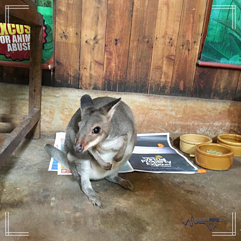 Fun Day with Animals @ KL Tower Mini Zoo : Wallaby