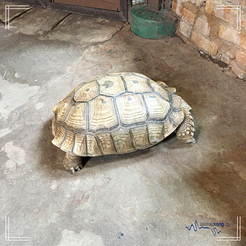 Fun Day with Animals @ KL Tower Mini Zoo : Sulcata Tortoise 