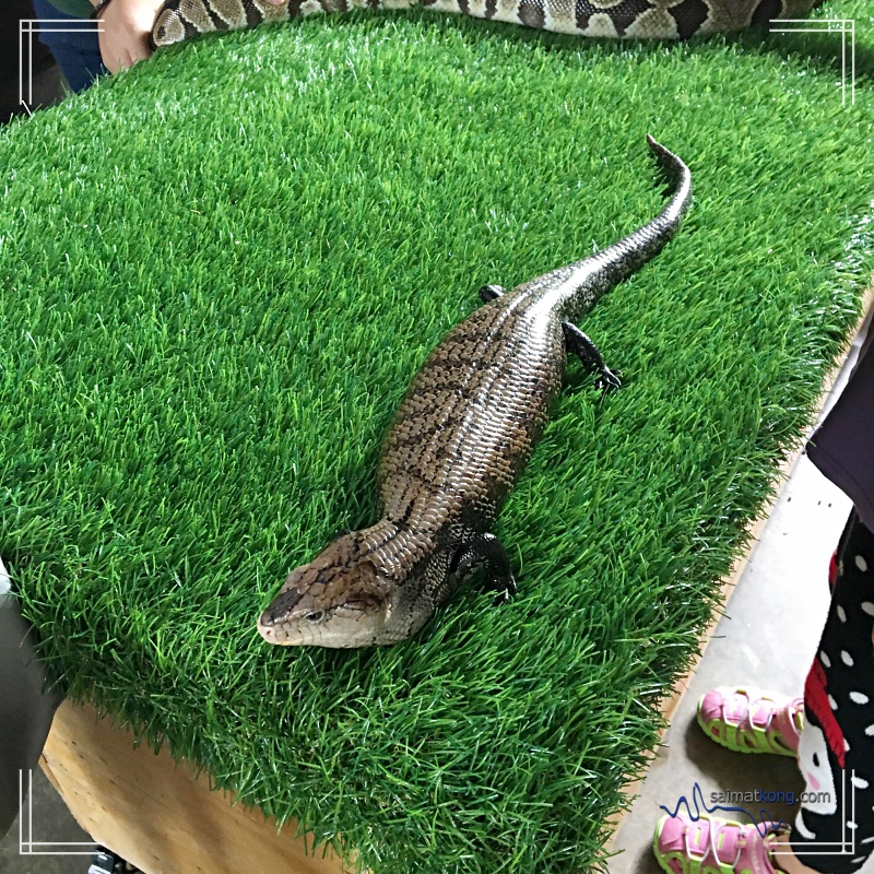 A Day With Animals @ Farm In The City 城の农场 - To get a hands on experience of reptiles, do visit the Reptile Cavern where you can get up close and personal with Retic Python, the Dwarf Caiman and the Mangrove Snake. 