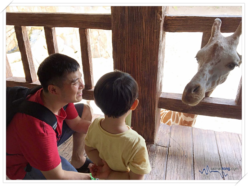 Fun Things To Do @ Lost World Of Tambun, Ipoh - A special up close moment with Rain, the friendly and cute giraffe.