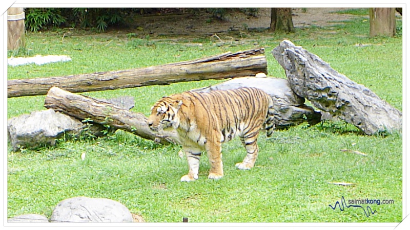 Fun Things To Do @ Lost World Of Tambun, Ipoh - Catch the Tiger Feeding Show at Lost World Tiger Valley.