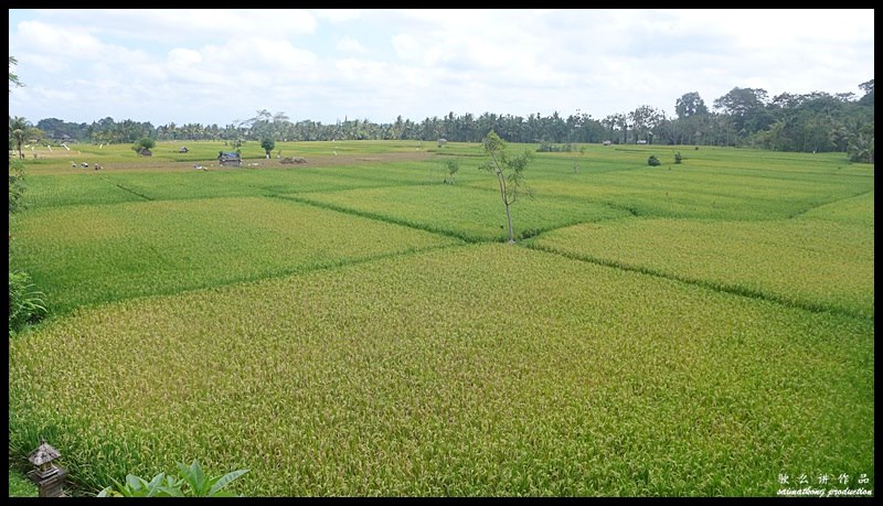Tegal Sari Accomodation @ Ubud, Bali : Accomodation with a lovely rice field view.