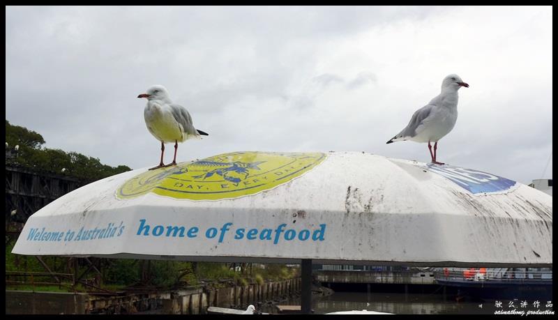 Sydney Fish Market @ Bank St Pyrmont, Sydney