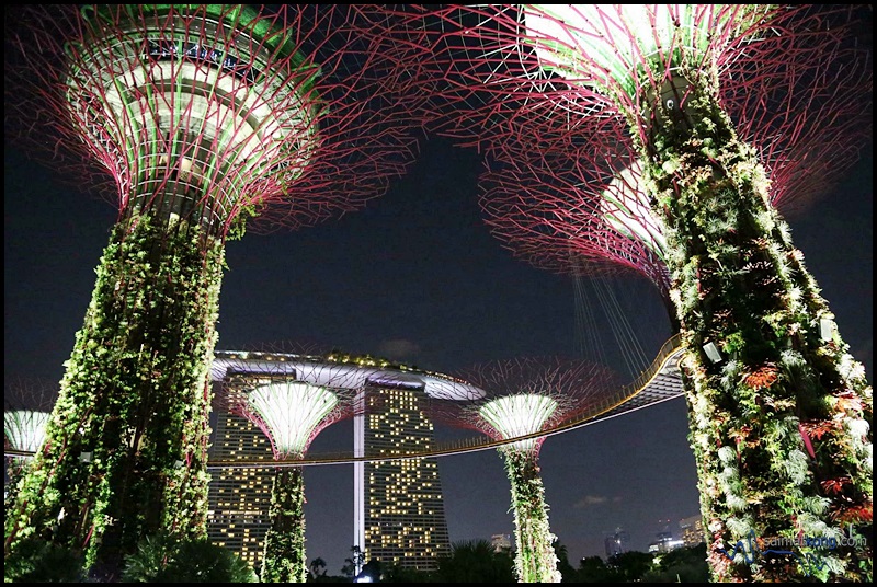 Lovely view of Gardens by the Bay, one of the iconic landmarks of Singapore.