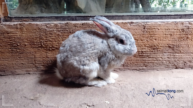 KL Tower Mini Zoo - Cute rabbit