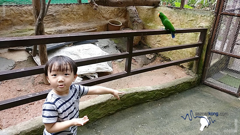 KL Tower Mini Zoo -Birds