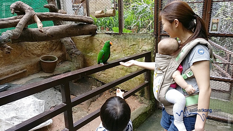 KL Tower Mini Zoo -Birds