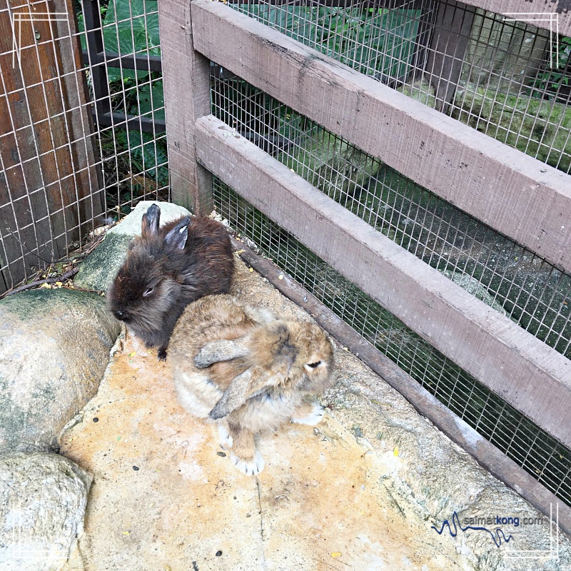 KL Tower Mini Zoo - Cute rabbits 