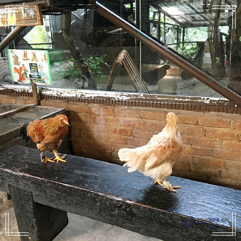 Fun Day with Animals @ KL Tower Mini Zoo : Cochin Chicken