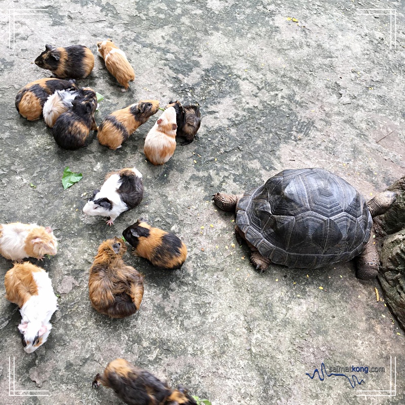 KL Tower Mini Zoo - Cute little guinea pigs with Aldabra Tortoise. 