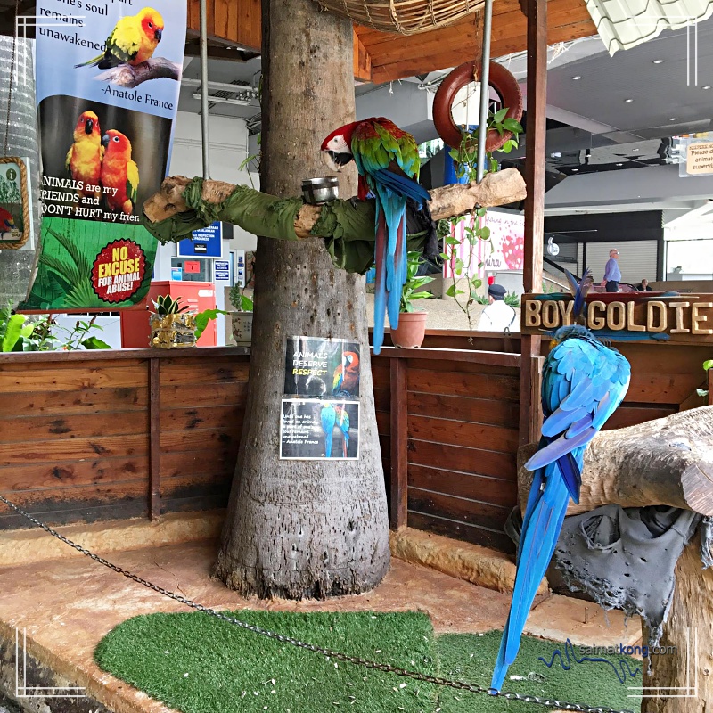 Fun Day with Animals @ KL Tower Mini Zoo : Lovely pair of parrots at the main entrance.