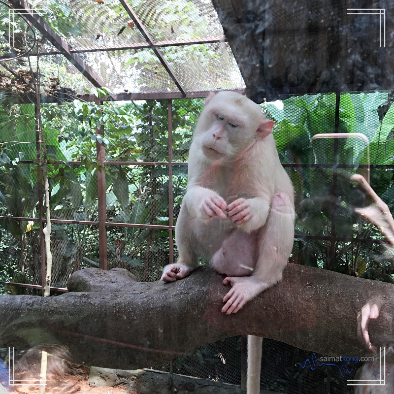 KL Tower Mini Zoo - Albino Long Tailed Macaque