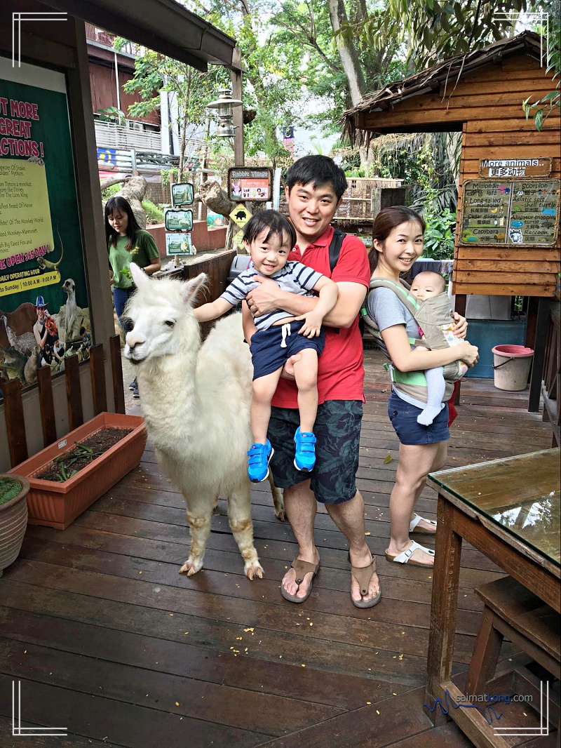 Fun Day with Animals @ KL Tower Mini Zoo : We saw a cute alpaca and decided to take our family photo with it. Haha