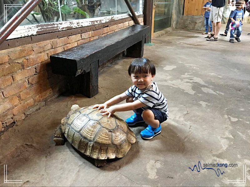  Aiden had the opportunity to touch and feel the Sulcata Tortoise. He was real excited that he keeps saying, “Mummy, daddy see!”