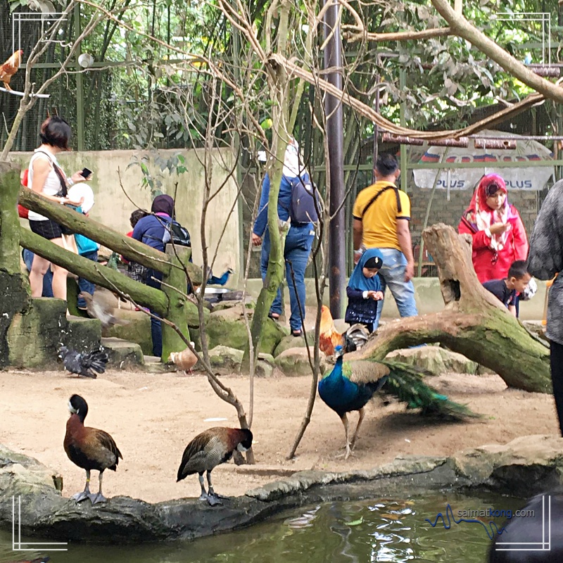 A Day With Animals @ Farm In The City 城の农场 - Spot the Peacock