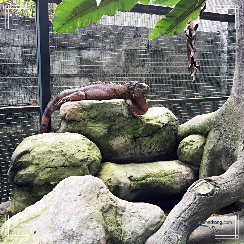 A Day With Animals @ Farm In The City 城の农场 - Is this an Iguana? 