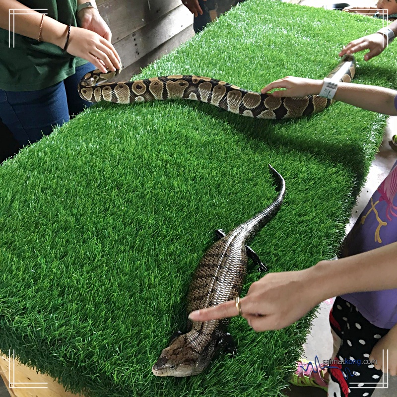 A Day With Animals @ Farm In The City 城の农场 - If you're feeling brace and adventurous, you can actually touch and feel the snake. 