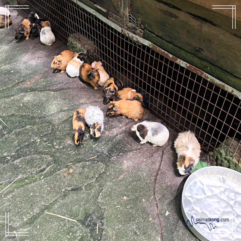 A Day With Animals @ Farm In The City 城の农场 - Cute guinea pigs 