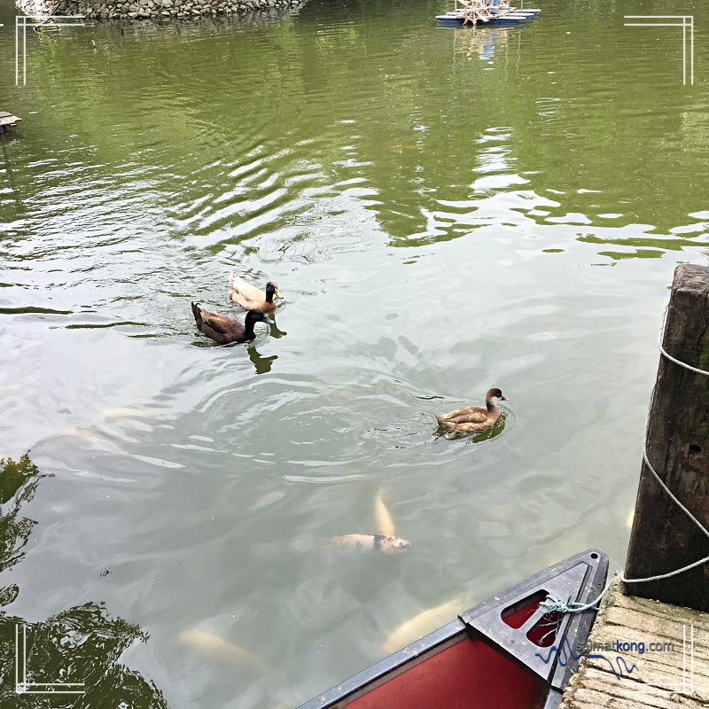 A Day With Animals @ Farm In The City 城の农场 - Here at the Swan Pier is where you can see different species of swans, duck and koi fishes swimming in the lake.