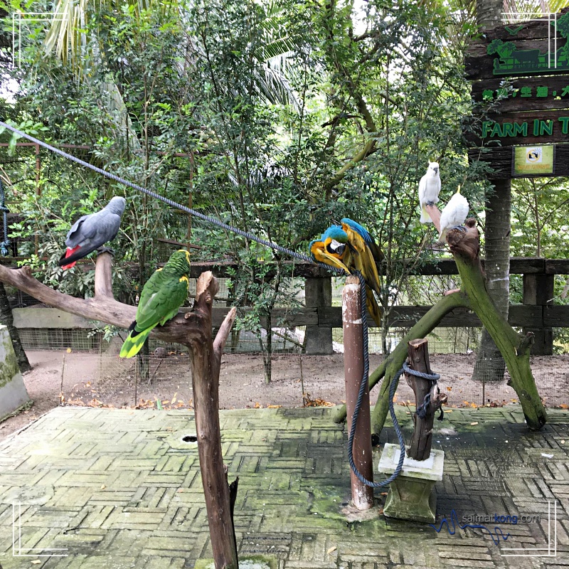 A Day With Animals @ Farm In The City 城の农场 - Lovely parrots 