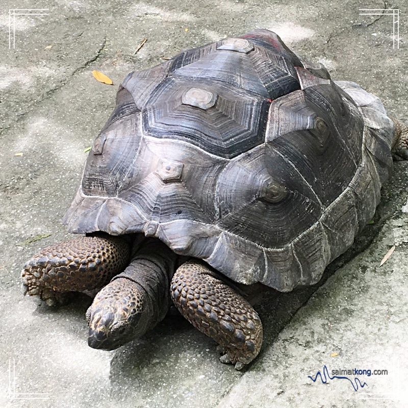 Next, we headed to Tortoise & Turtle Farm which is called the "Longevity Village" as it houses a wide range of rare and exotic tortoises and turtles. 