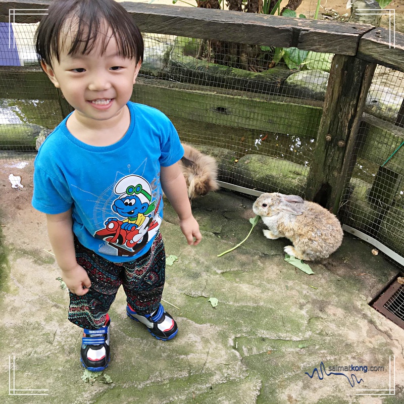 A Day With Animals @ Farm In The City 城の农场 - Cute and cuddly rabbits. Aiden enjoyed feeding them with fresh vegetables and watch them nibble. 