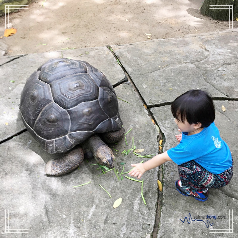 A Day With Animals @ Farm In The City 城の农场 - Aiden was very excited coz he had the chance to feed the giant tortoise which apparently is the second and third largest species in the world.