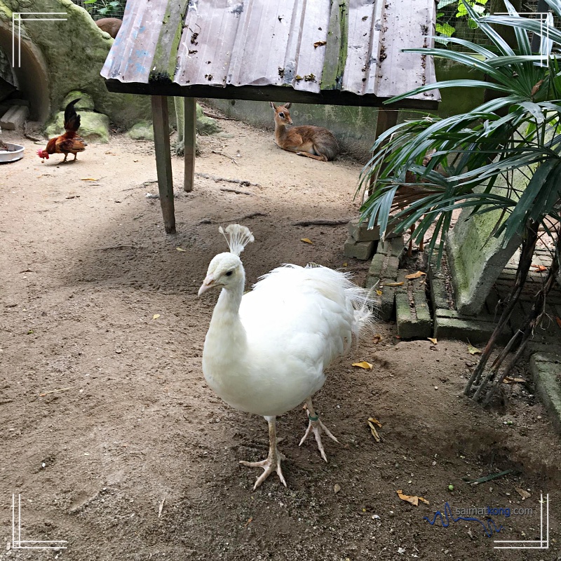 A Day With Animals @ Farm In The City 城の农场 - White Peacock 