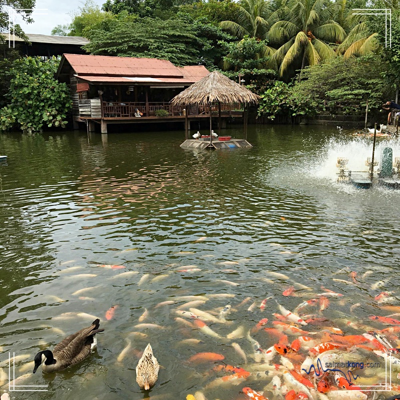 A Day With Animals @ Farm In The City 城の农场 - Here at the Swan Pier is where you can see different species of swans, duck and koi fishes swimming in the lake.