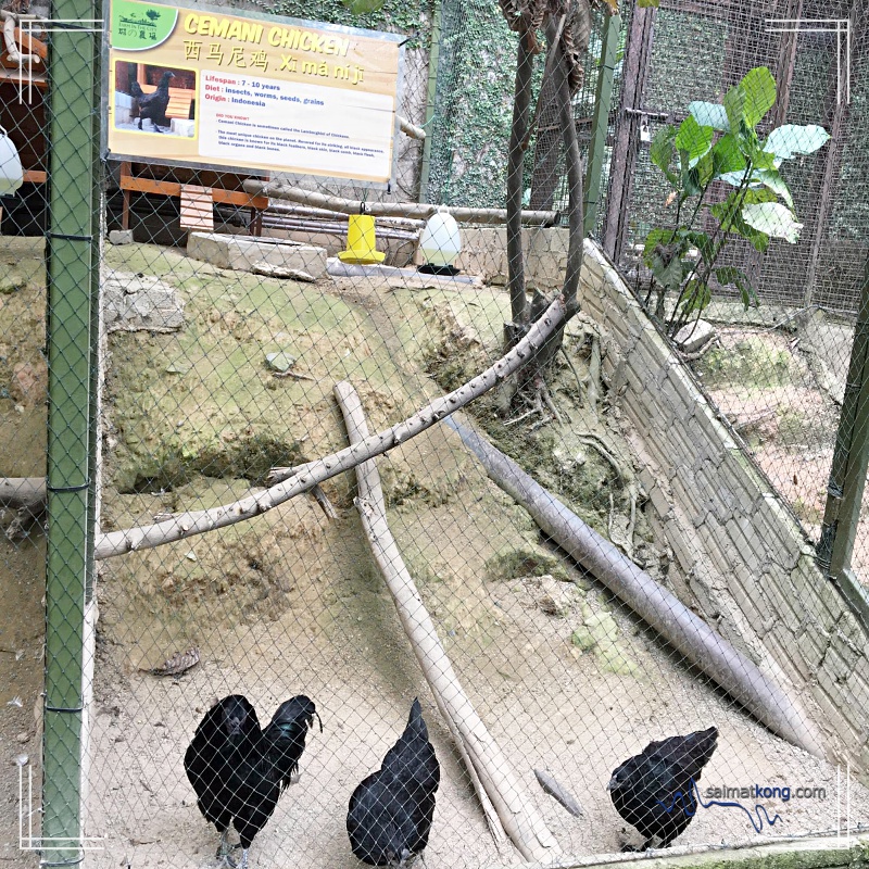 A Day With Animals @ Farm In The City 城の农场 - Cemani Chicken 