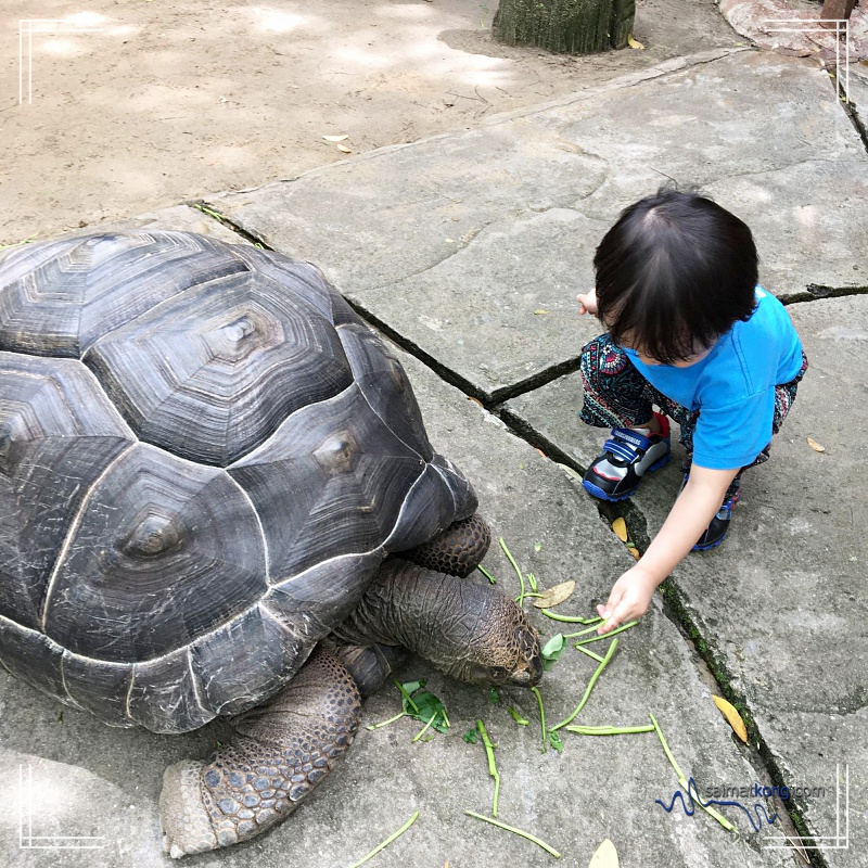 A Day With Animals @ Farm In The City 城の农场 - Aiden was very excited coz he had the chance to feed the giant tortoise which apparently is the second and third largest species in the world. 