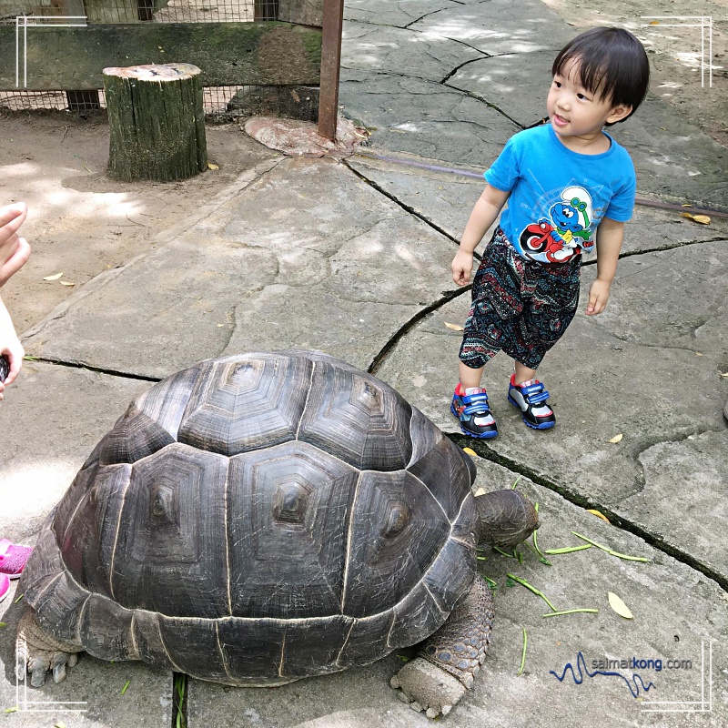 A Day With Animals @ Farm In The City 城の农场 - Aiden was very excited coz he had the chance to feed the giant tortoise which apparently is the second and third largest species in the world. 