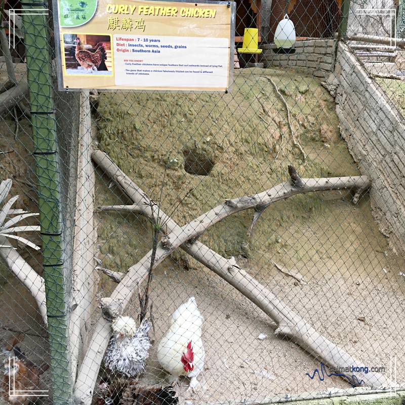 A Day With Animals @ Farm In The City 城の农场 - Curly Feather Chicken 