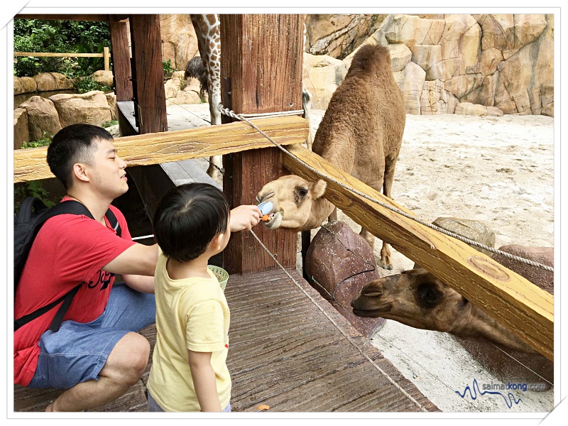 Fun Things To Do @ Lost World Of Tambun, Ipoh - Feeding one of Rain the giraffe’s friend, the cute camel. 