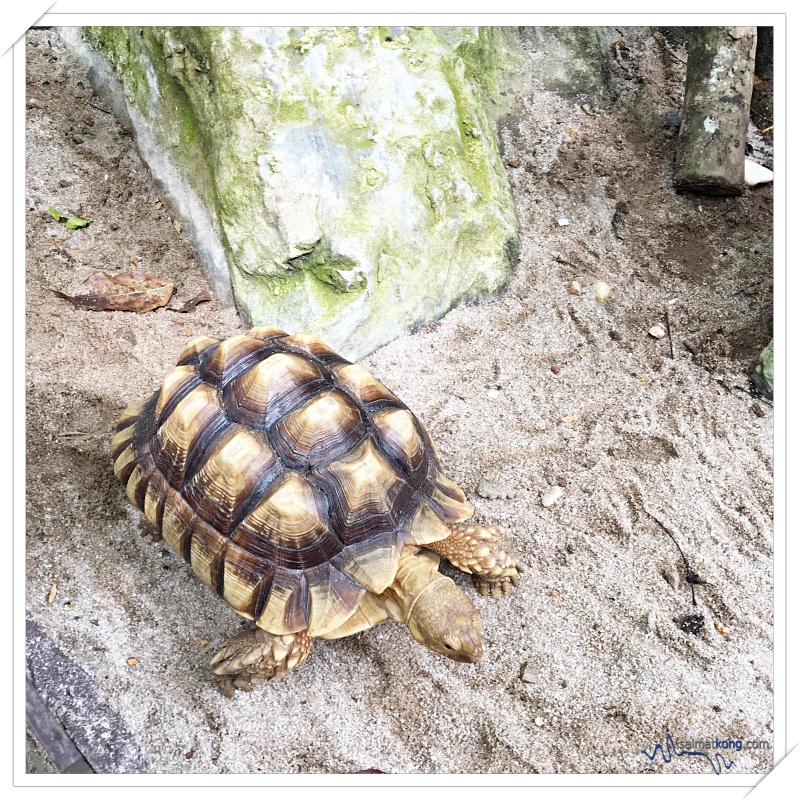 Fun Things To Do @ Lost World Of Tambun, Ipoh - Petting Zoon: Among the animals that you can see here are raccoons, hamsters, porcupines, rabbits, tortoises, parrots, zebra, ostrich and more!