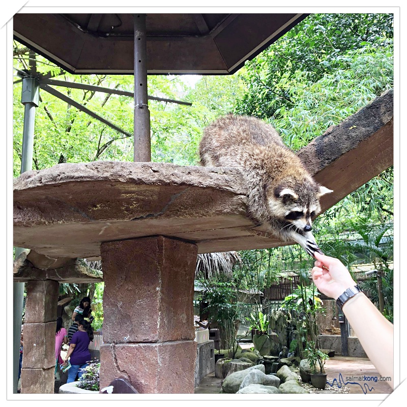 Fun Things To Do @ Lost World Of Tambun, Ipoh - Petting Zoon: Among the animals that you can see here are raccoons, hamsters, porcupines, rabbits, tortoises, parrots, zebra, ostrich and more!