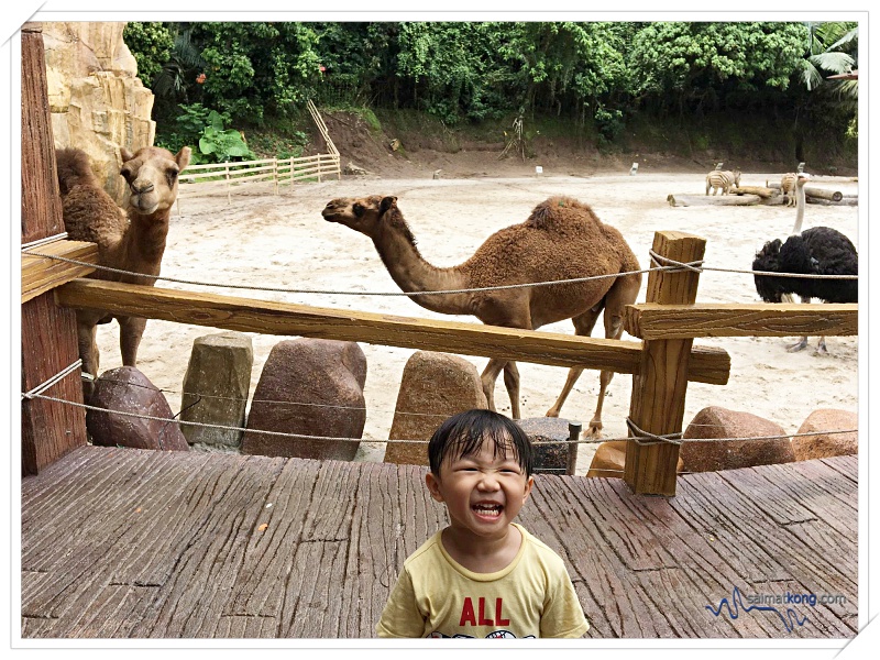 Fun Things To Do @ Lost World Of Tambun, Ipoh - Aiden had a great time touching, feeling, feeding and playing with the cute and friendly animals.