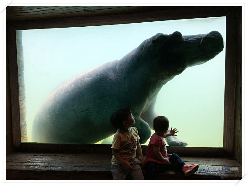 Fun Things To Do @ Lost World Of Tambun, Ipoh - Both Aiden and Anna are very excited to get up close with Juwita the hippo.