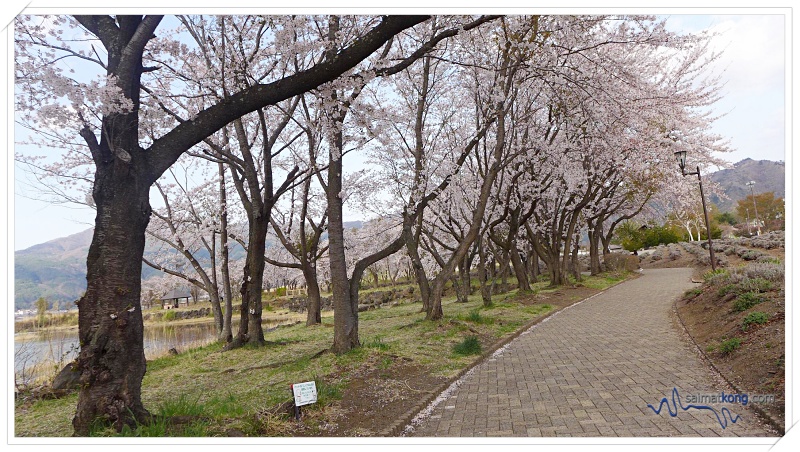 Tokyo Trip 2018 Highlights & Itinerary (Part 1) - Tokyo Trip 2018 Highlights & Itinerary (Part 1) - Lake Kawaguchiko is a great place for sakura viewing. It’s a beautiful place for cherry blossoms viewing spots in Tokyo.