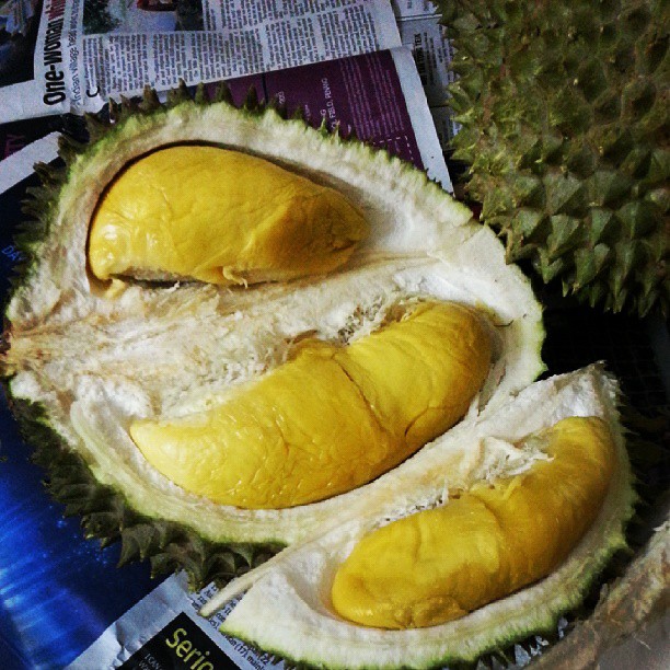 One of the well-known characteristics of Musang King Durian 猫山王榴莲 is its deep golden yellow flesh