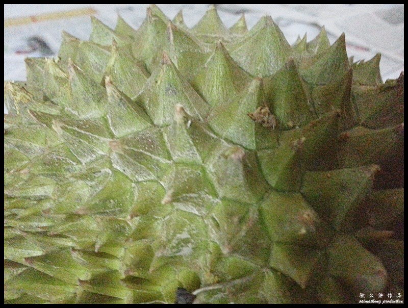 Musang King thorns are quite large and have the shape of a mini pyramid. The thorns are set quite far apart and they are not prickly.