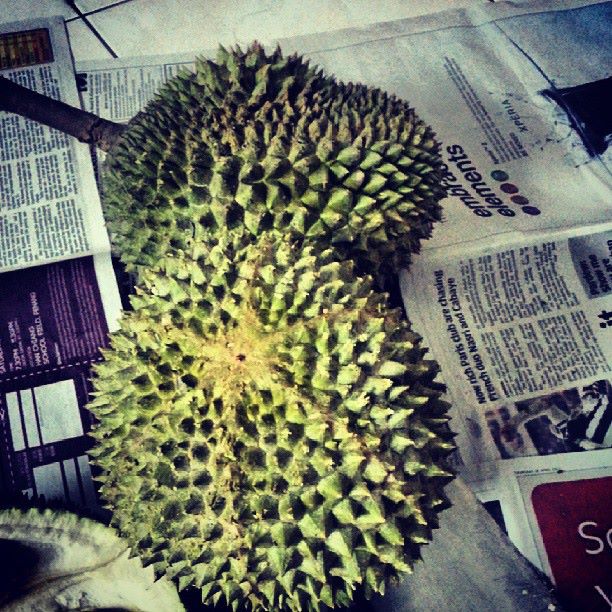 Musang King