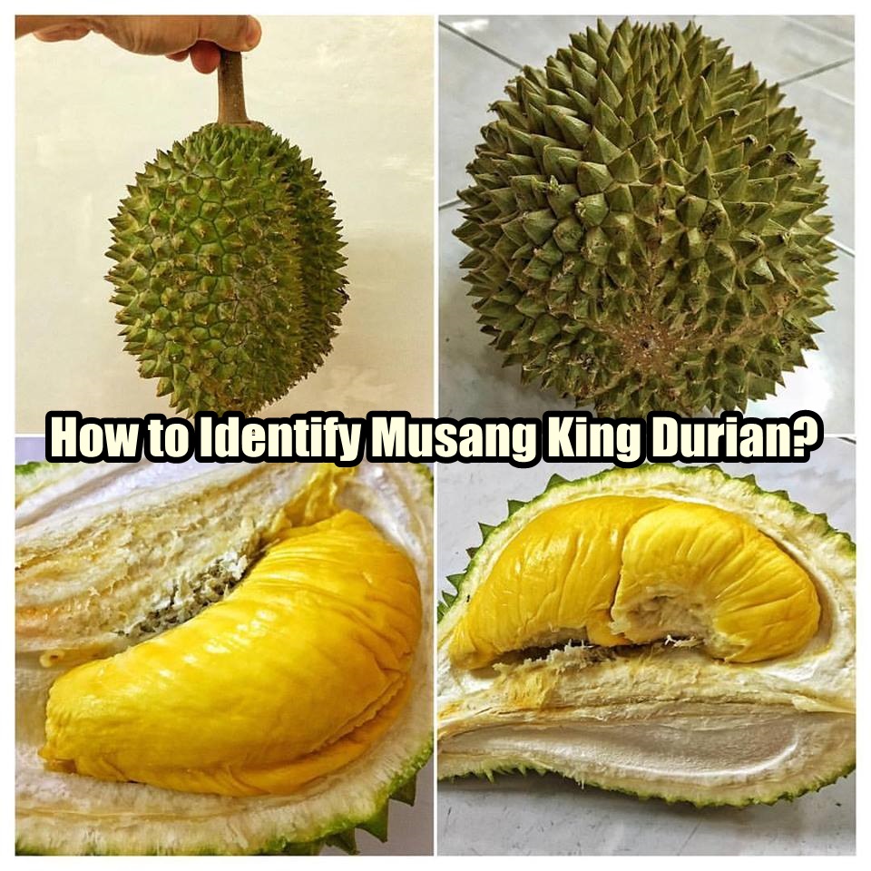 How to Identify Musang King Durian 猫山王榴莲?