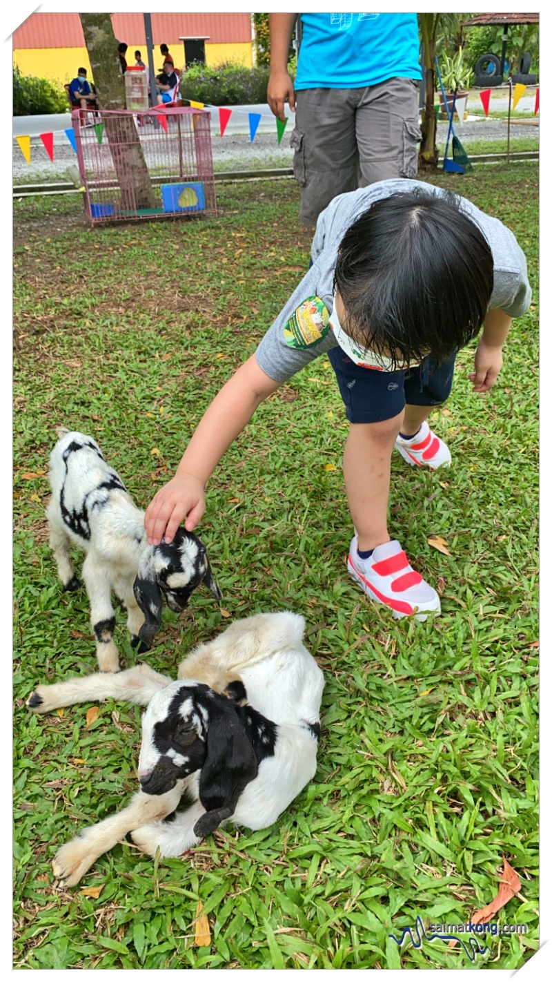 Overall, the kids had a fun farm experience here. It was both a fun and educational activity for them.