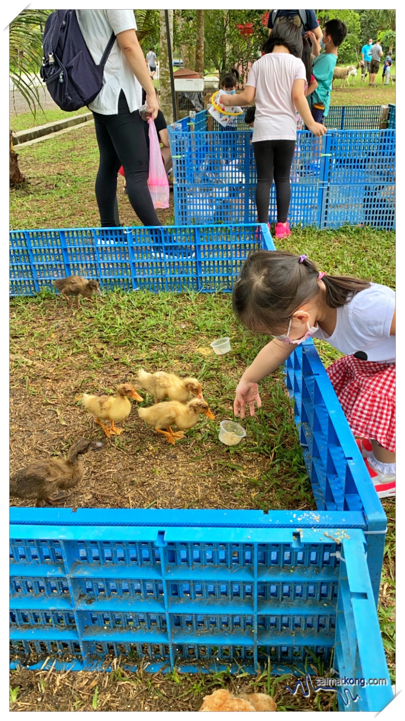 Feeling the ducklings