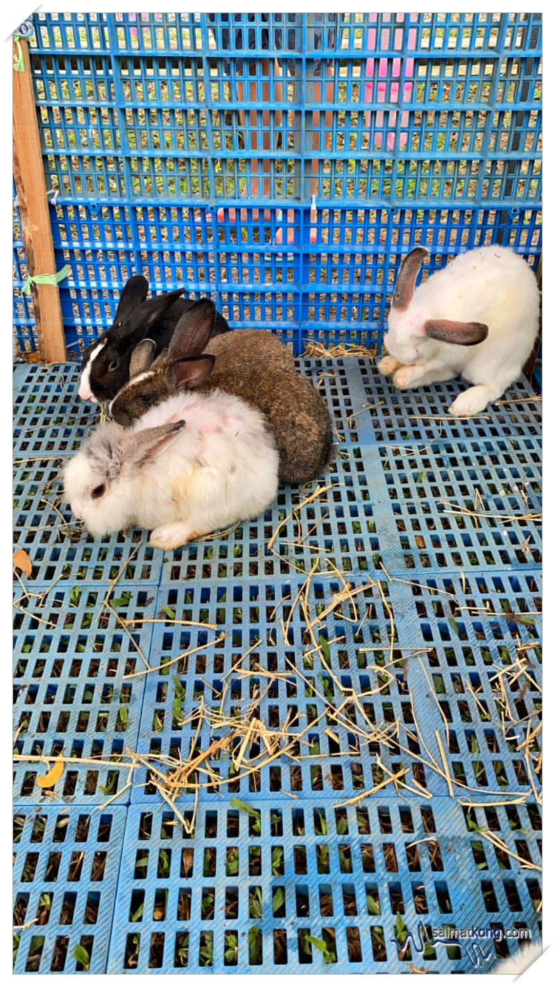 Keeping herself occupied and busy feeding the rabbits and bunnies with hay.