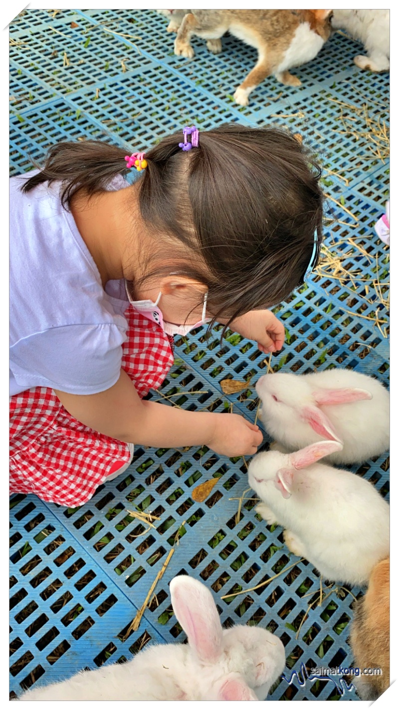 Keeping herself occupied and busy feeding the rabbits and bunnies with hay.